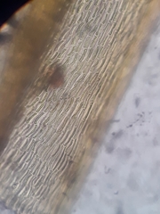 Macromitrium longipes