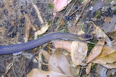 Cacophis squamulosus