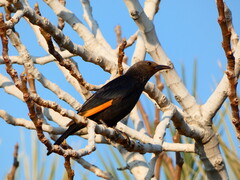 Onychognathus tristramii