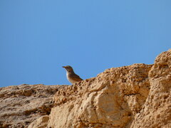 Ammomanes deserti