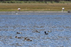 Fulica cornuta
