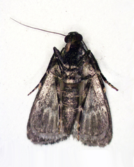 Stericta carbonalis