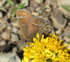 Callophrys spinetorum