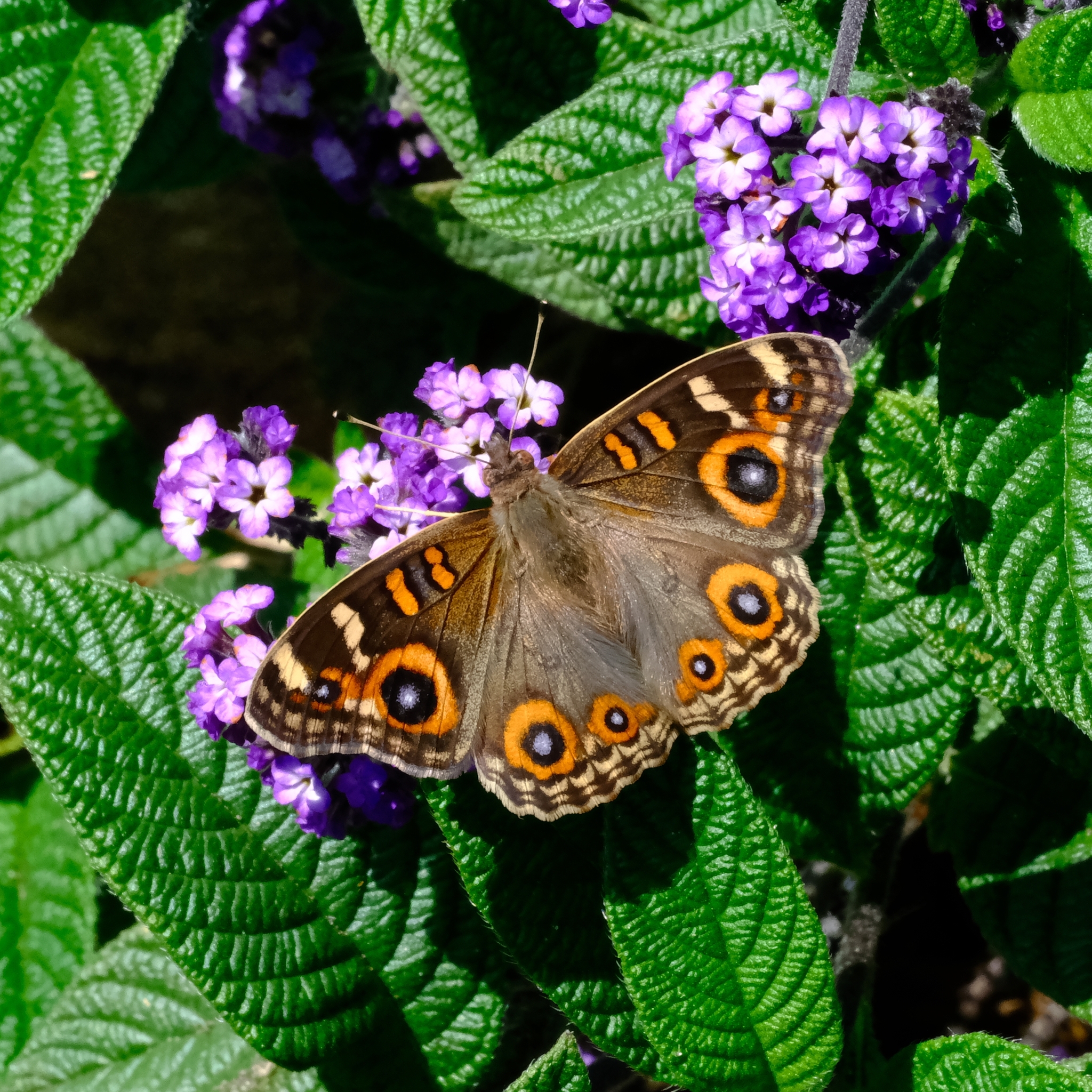 Junonia villida · iNaturalist Ecuador