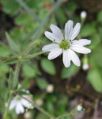 Pseudostellaria jamesiana