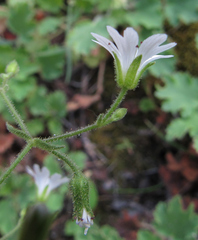 Pseudostellaria jamesiana