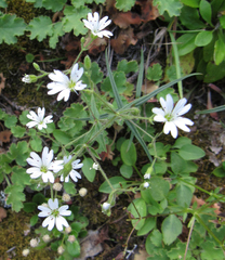 Pseudostellaria jamesiana