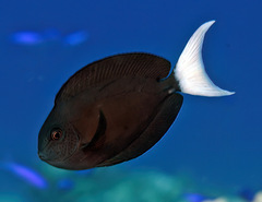 Acanthurus thompsoni