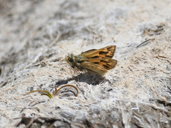 Hylephila phyleus andina