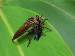 Zosteria nigrifemorata