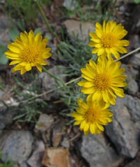 Erigeron linearis