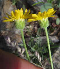 Erigeron linearis
