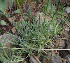 Erigeron linearis