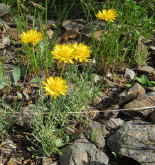 Erigeron linearis