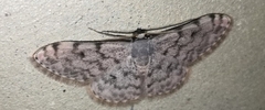 Scopula asellaria