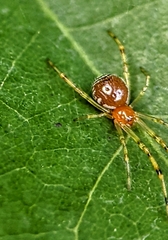 Theridion zonulatum