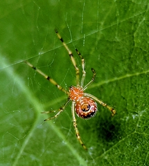Theridion zonulatum