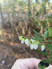 Pieris phillyreifolia