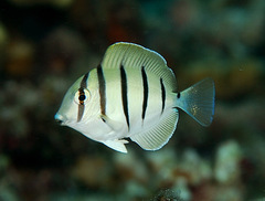 Convict Surgeonfish photo 2