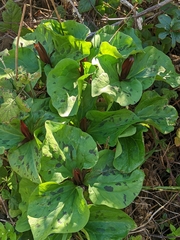 Trillium angustipetalum