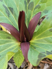 Trillium angustipetalum