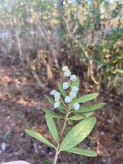 Pieris phillyreifolia