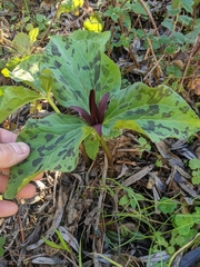 Trillium angustipetalum