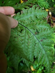 Tectaria gaudichaudii