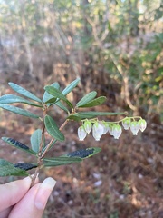 Pieris phillyreifolia