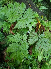 Tectaria gaudichaudii