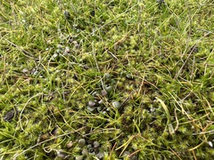 Rhytidiadelphus squarrosus