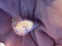 Nassarius fossatus