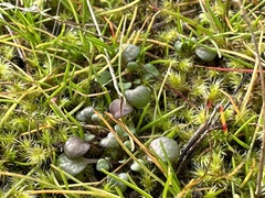 Rhytidiadelphus squarrosus