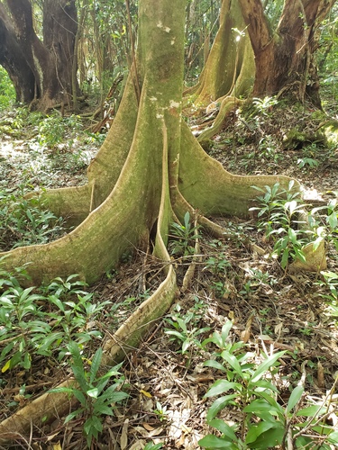 Elaeocarpus angustifolius (Elaeocarpus angustifolius)
