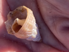 Nassarius fossatus