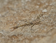 Nemopteridae