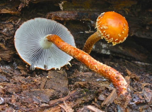 Leratiomyces nuotrauka