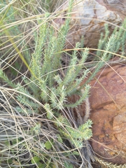 Crassula lanceolata