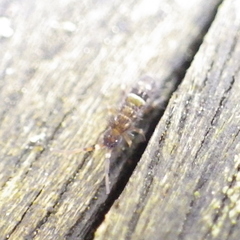 Orchesella cincta