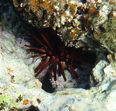 Heterocentrotus mamillatus