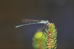 Austrolestes cingulatus