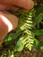 Adenophorus tamariscinus