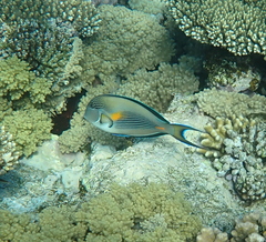 Acanthurus sohal