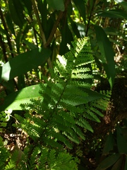 Adenophorus tamariscinus