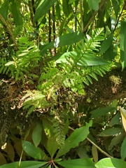 Adenophorus tamariscinus