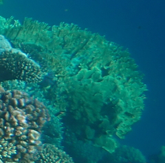 Millepora platyphylla