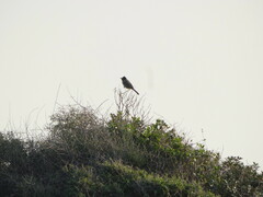 Pycnonotus xanthopygos