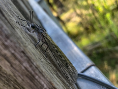 Acanthaclisini