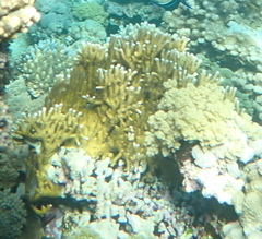 Millepora dichotoma
