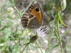 Pyronia bathseba